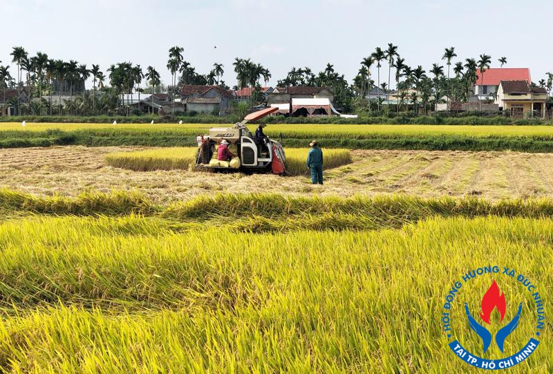 Vụ lúa hè thu 2022 kém vui trên quê hương